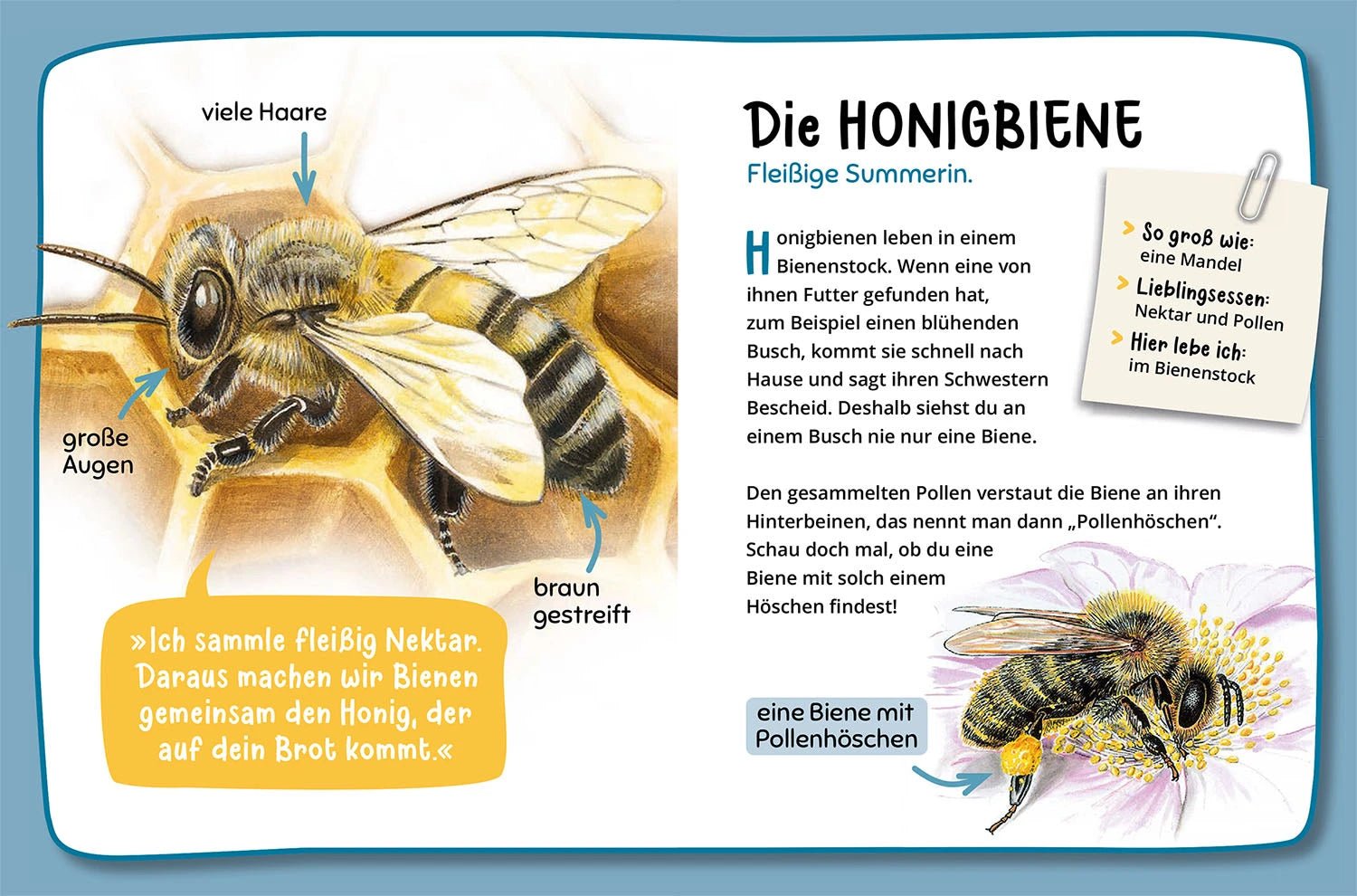 Mein erster Naturführer - Was krabbelt denn da? Kosmos