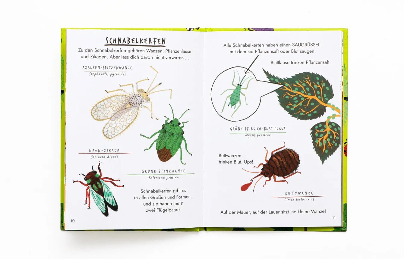 Hallo Insekten - Ein kleiner Naturführer Laurence Kind
