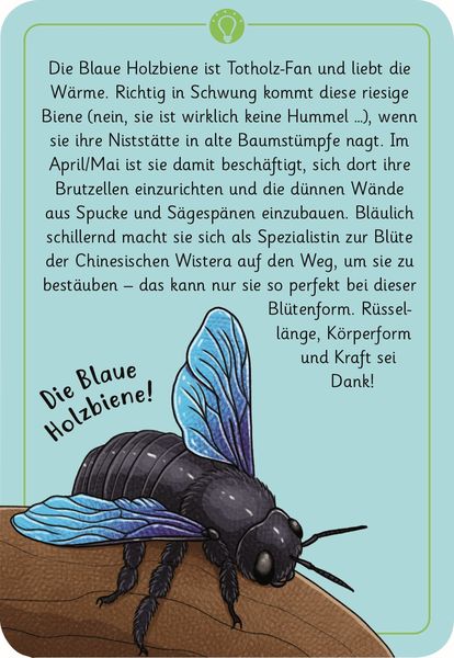 50 wundersame Tierrätsel - Insekten moses